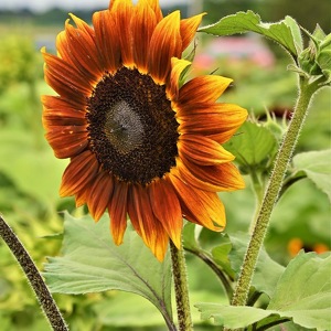 Team Page: Sunflower Power